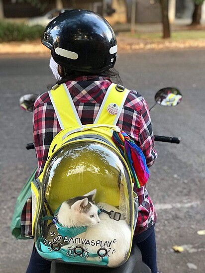 A gatinha é muito companheira.