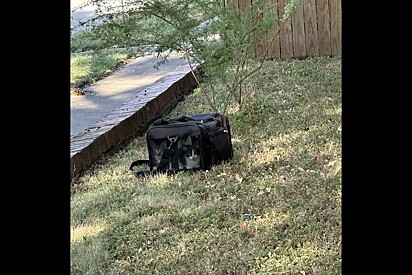 Moradora encontra bolsa largada em seu quintal, então ela percebe quatro rostos olhando para ela.