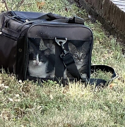 Os felinos foram abandonados sob o sol escaldante.