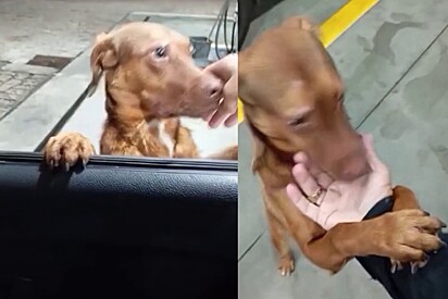 O cão só tinha uma chance de conquistar alguém e aproveitou com unhas e dentes.