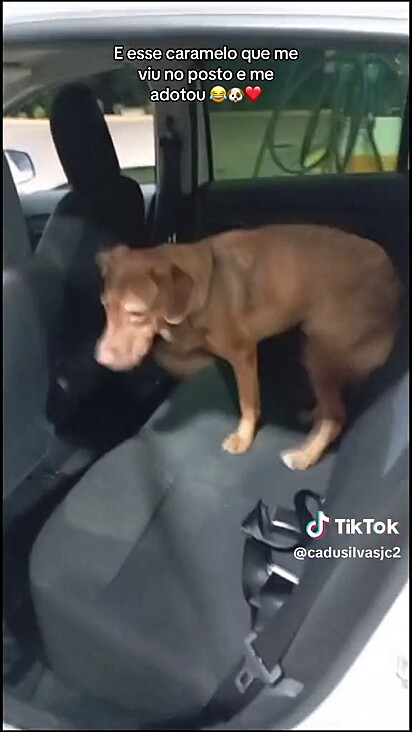 Marley não perdeu tempo e pulou no carro.