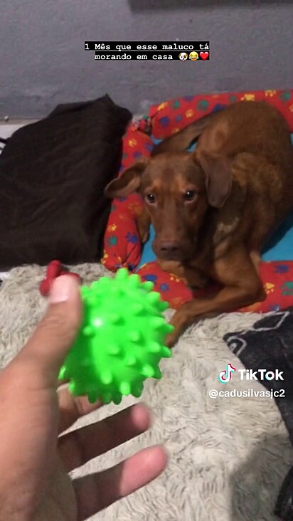 O cãozinho ganhou seu próprio cantinho na casa do tutor.