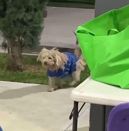 O cachorrinho invadiu uma festa atrás de carinho.