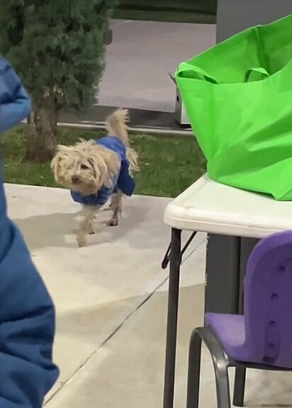 Quando Sônia e seu marido viram o cão, se sentiram tocados em adotá-lo.