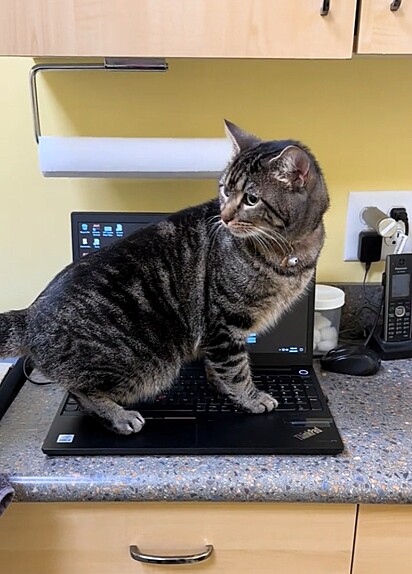 Gamora adorou o teclado do notebook do veterinário.