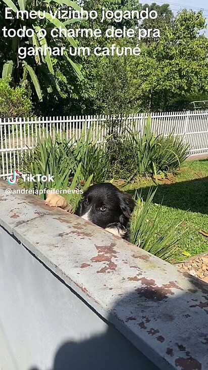 O cão sabe como conquistar a vizinha.