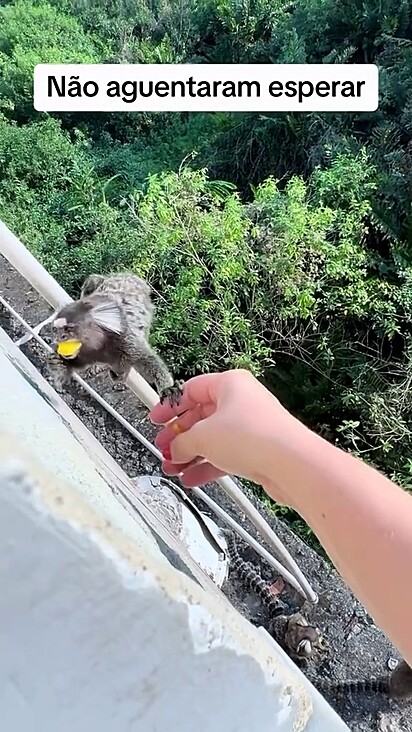 Os saguis já pegam a fruta da mão da mulher.