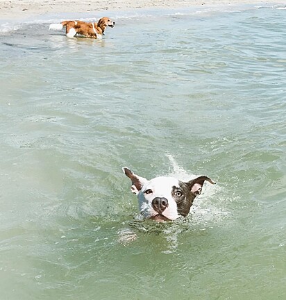 Bunny aproveitando a praia.