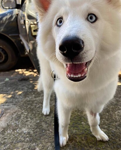 Oscar, o husky siberiano.