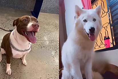 Cão Husky se apaixona por pitbull chocolate e filhotes nascem muito diferentes.