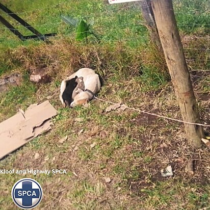 Uma família canina havia sido abandonada na área do estacionamento do abrigo.