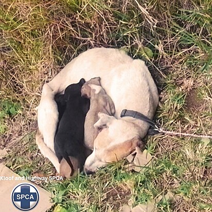 A família canina foi resgatada e acolhida com muito amor.