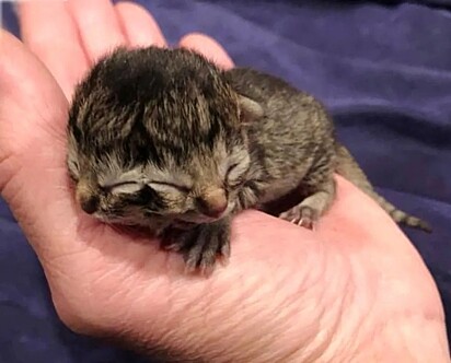 O gatinho que nasceu em Albany, Oregon, viveu por quatro dias.