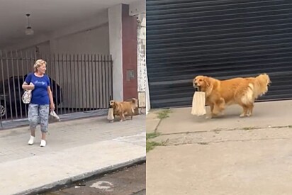 Jovem flagra cão golden ajudando tutora idosa a carregar sacola e vídeo fofo encanta a web