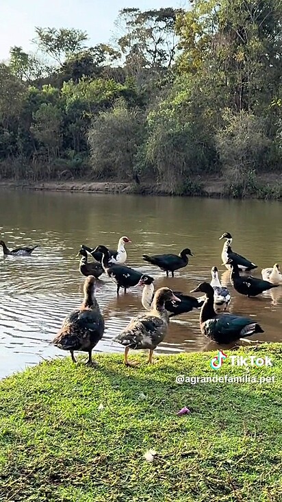 Os patinhos estão no habitat natural.