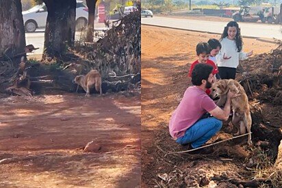 Pouco tempo após a filha pedir um cachorro, pai encontra cão de pelos dourados amarrado e precisando de ajuda