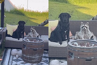 Labrador e guaxinim são flagrados conversando no jardim, mas era só um truque para esconder o que aprontaram.