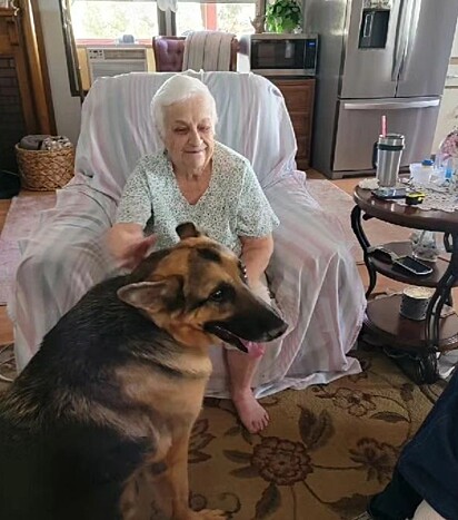 Cães são compromissos de uma vida inteira. 