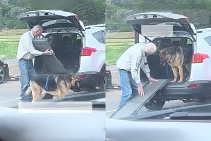 Avô é flagrado cuidando com o maior carinho de cão pastor idoso e cena comovente viraliza.