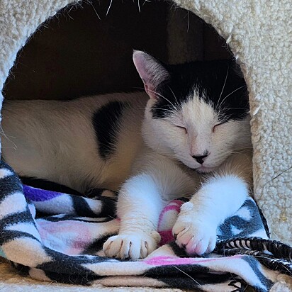 A família entregou os gatinhos ao abrigo de animais.