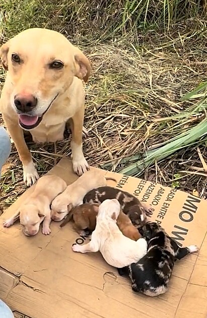 A pequena família foi abandonada no mato.