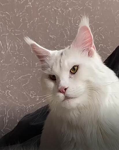 Kefir é da raça Maine Coon.