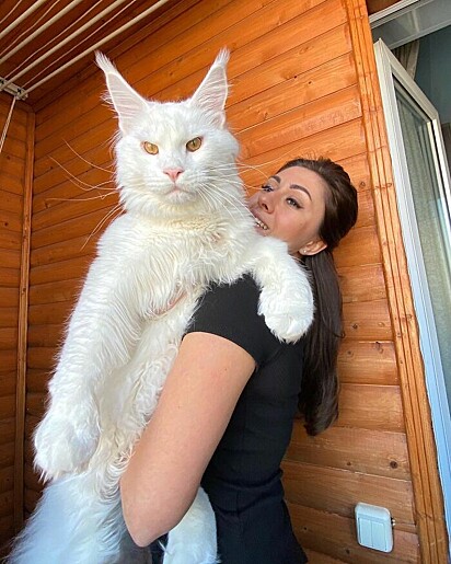 Kefir é um gato gigante.