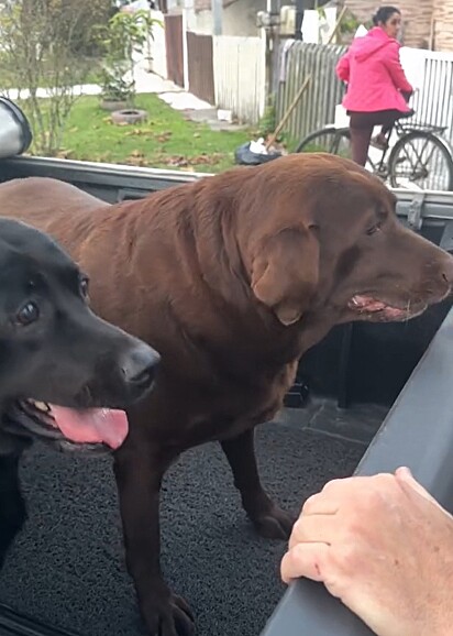 Maju, a labradora preta, e Cacau, a labradora chocolate.