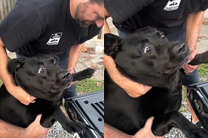 Cão labrador fica desesperado ao descobrir para onde estavam o levando.