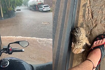 Motociclista cuida de pequena bola de pelos que se abrigou com ele na chuva e ela vira o cão mais lindo