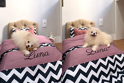 Cadela spitz ganha cama box com jogo de cama e deixa internautas apaixonados