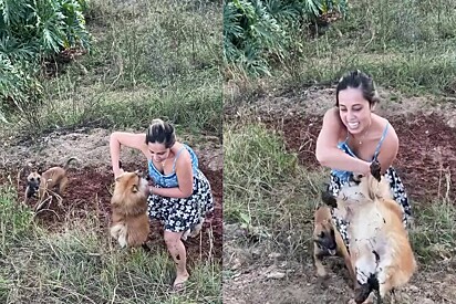 O cão aproveita todos os minutos quando vai para a fazenda.