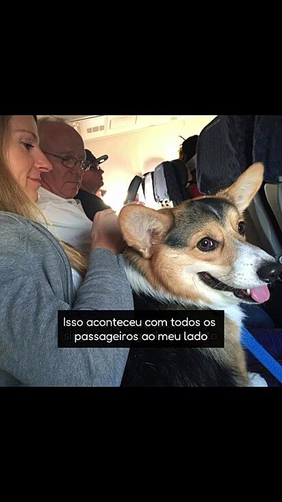 O cão só queria fazer amizades e viajar com alegria.