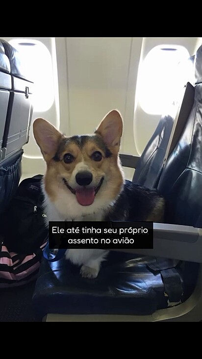 O cãozinho estava tendo seu dia de luxo.