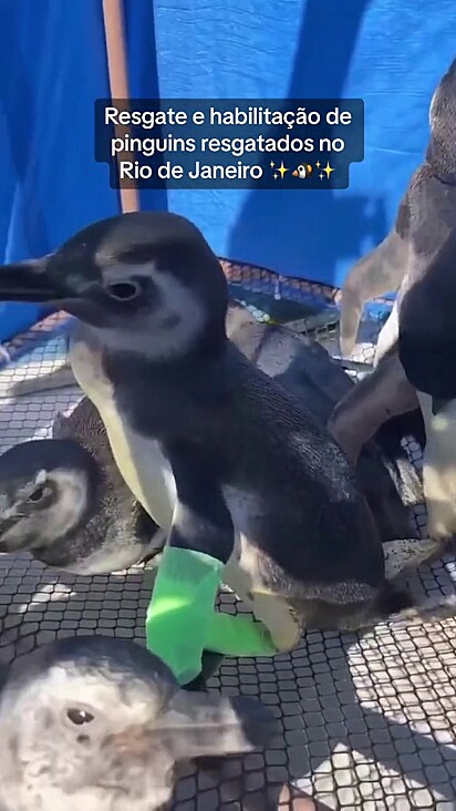 A pinguim Glorinha foi levada para a reabilitação para descansar.