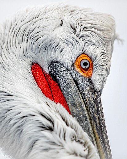 Os pelicanos-dálmatas são a maior espécie de pelicano e uma das maiores aves voadoras.