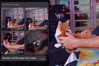 Gata invade casa da vizinhança e então tutor começa a receber mensagens do vizinho.