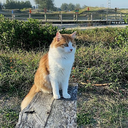 Prince é uma gatinha de três anos.