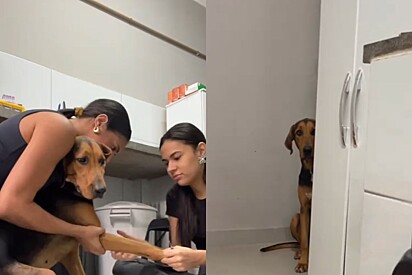 Conheça Clarisse, a cachorrinha filha do chefe que deu exemplo de como não se comportar no veterinário