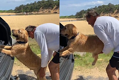 Tudo ia bem em passeio na praia até que tutor tentou chamar cão Golden para ir pra casa.