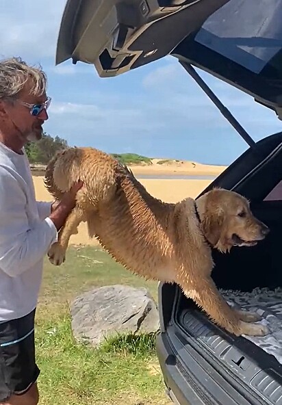 Tiger relutando para não entrar no carro.