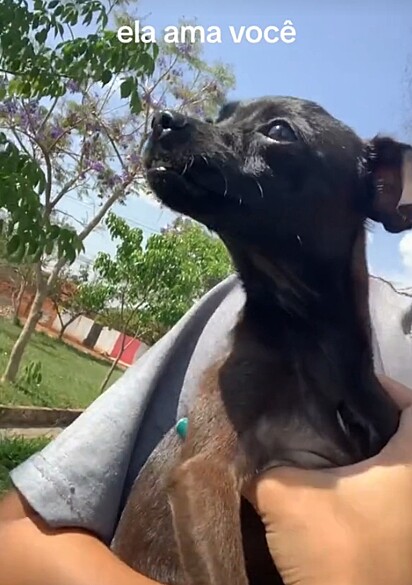 Luninha é uma fofa vira-latinha.