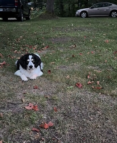 O cachorrinho Barney.