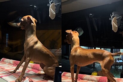 Pinscher de caminhoneiro reconhece que está chegando em casa e tem a reação mais emotiva