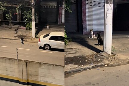 Dois cães de rua param em frente à casa de jovem e a encaram fixamente, então ela decide agir imediatamente