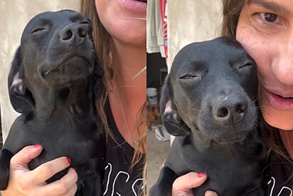 Cão de abrigo faz a melhor cara de felicidade ao receber carinho de protetora e cena encanta