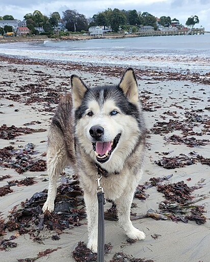 Gunnar é um husky siberiano de 11 anos.