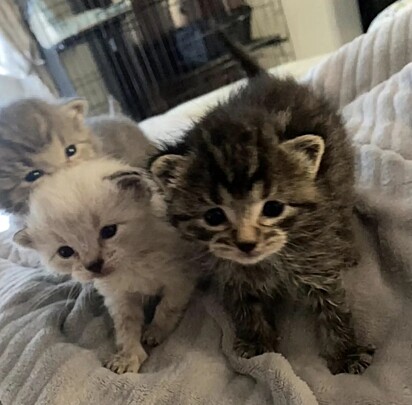 Os gatos foram acolhidos em lar temporário.