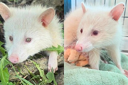 O animal deixou todos confusos, algumas pessoas chegam a pensar ser cão ou gato diferenciado.