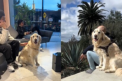 Golden retriever senta ao lado de estranhos para fingir que é o cachorro deles